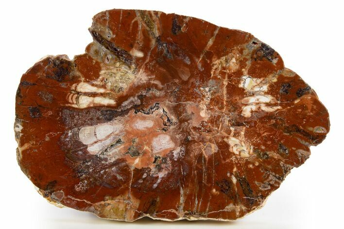 Colorful Petrified Wood Slab - Weird Grain Patterns #325557
